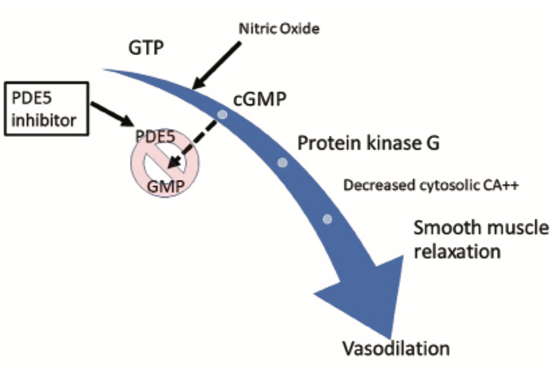 Your Patient Took Sildenafil Last Night. Should You Cancel the ...